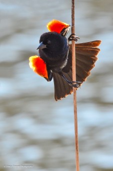 Red-winged Blackbird Display